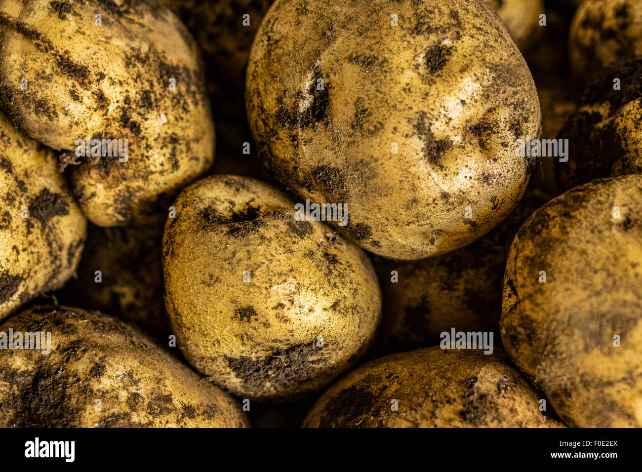 Kartoffeln mit Schmutz Stockfoto