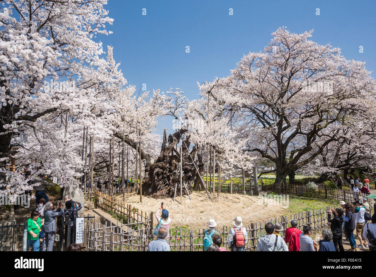 Jindai Zakura Kirsche Baum in Japan Stockfoto