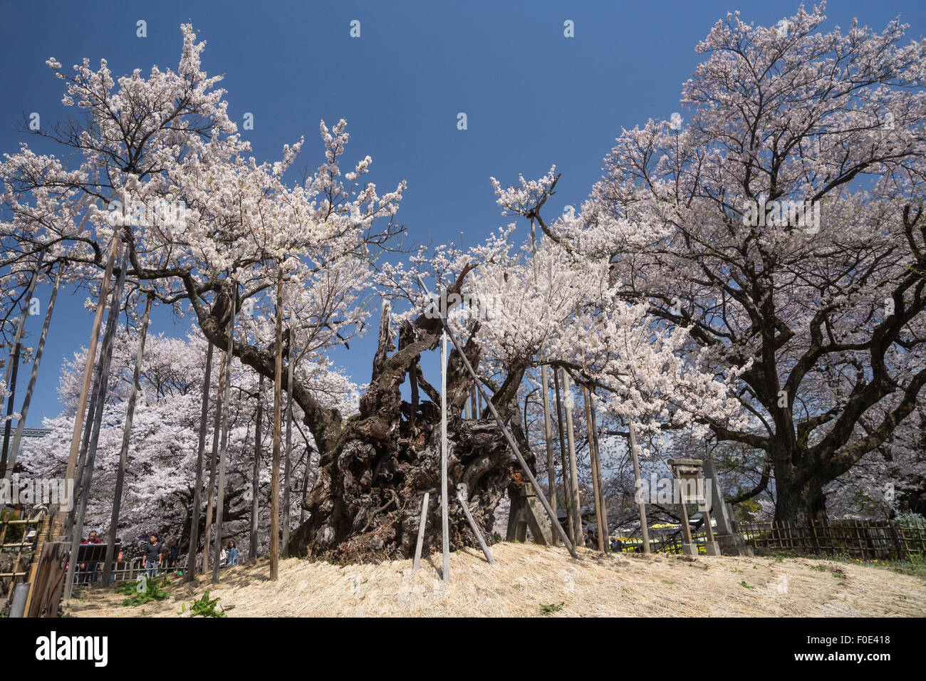 Jindai Zakura Kirsche Baum in Japan Stockfoto