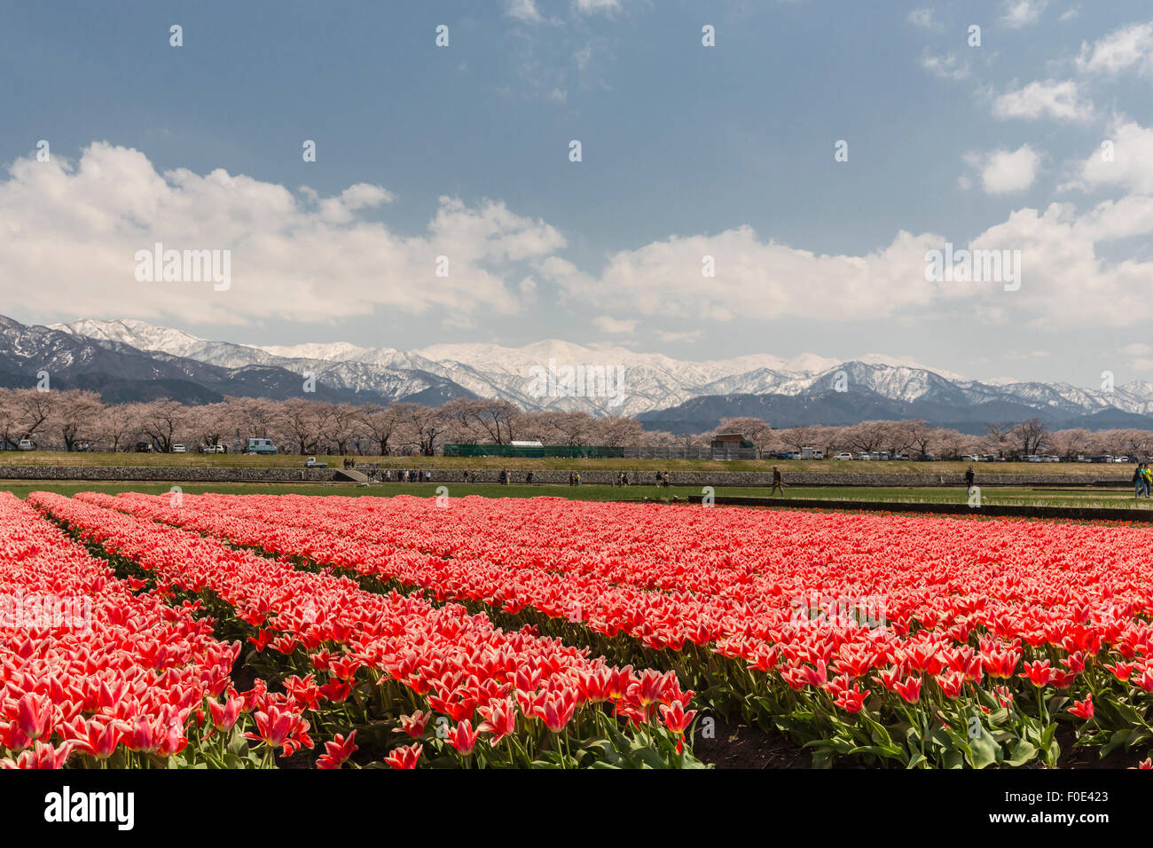 Tulpen und Schnee bedeckt Berge in Japan Stockfoto