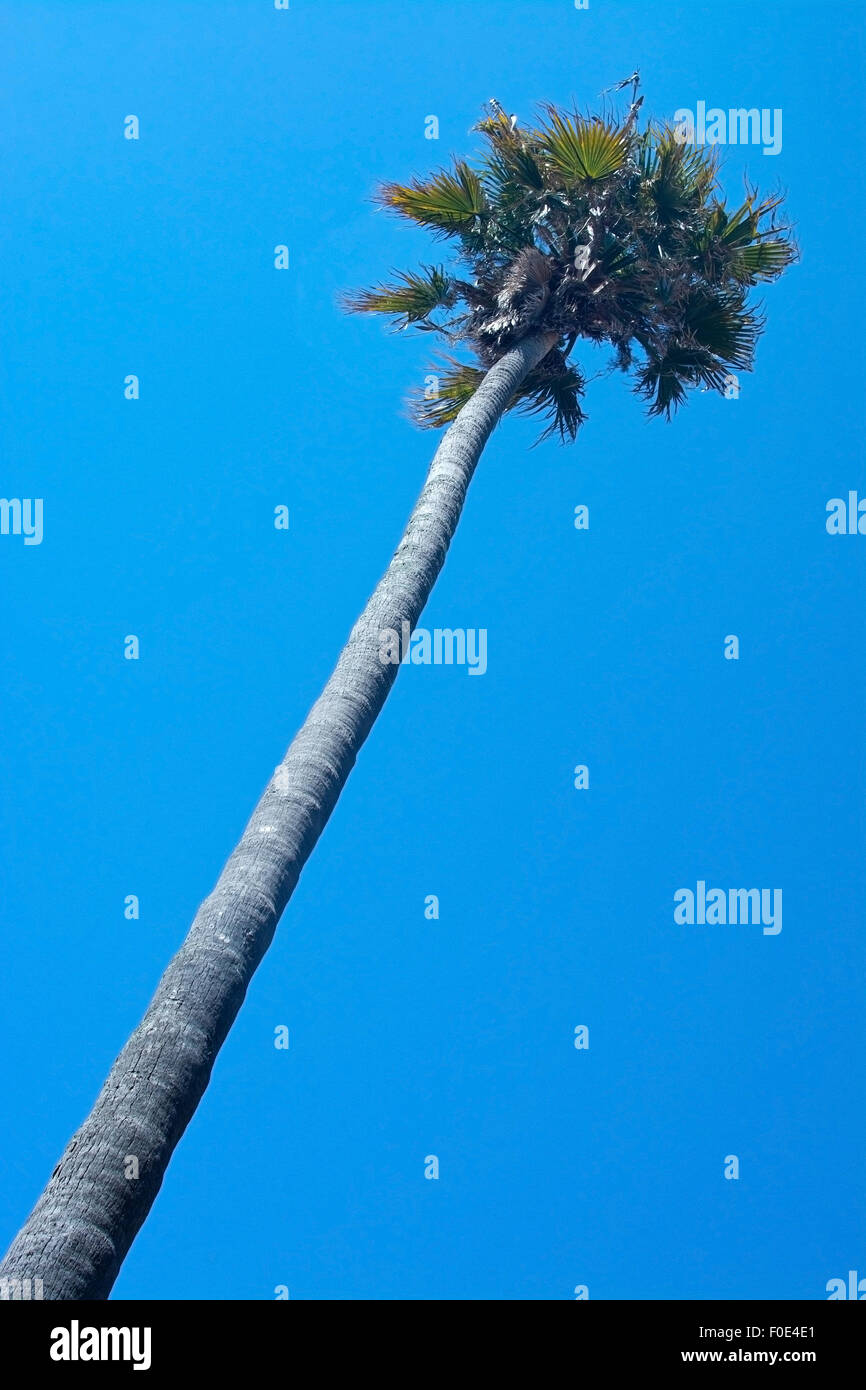 Einzige Palme hoch und blauer Himmel im Sommer. Stockfoto