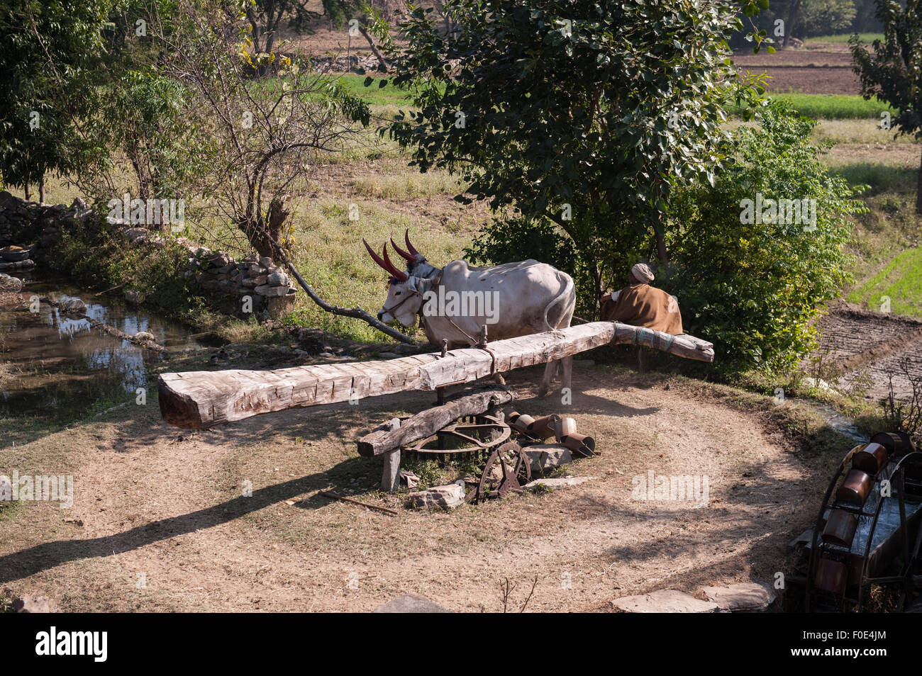 Indien; Straße von Udaipur, Jodhpur. Alter Mann ein paar Ochsen um ein Wasserrad für die Bewässerung der Felder zu versorgen. Stockfoto