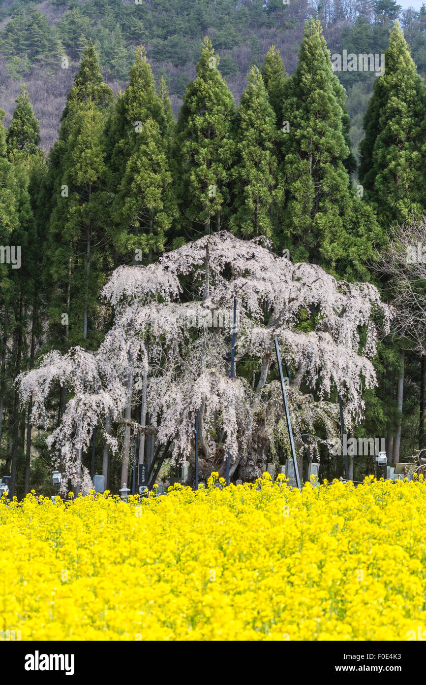 Weinende Kirschbaum und Senf Blumen in Nagano, Japan Stockfoto