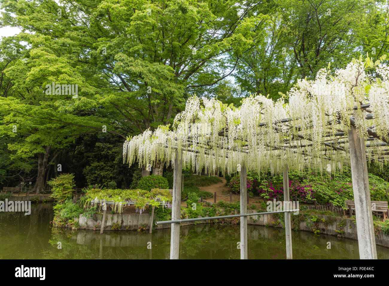 Japanische Wisteria im Tamashiki Park in Saitama, Japan Stockfoto