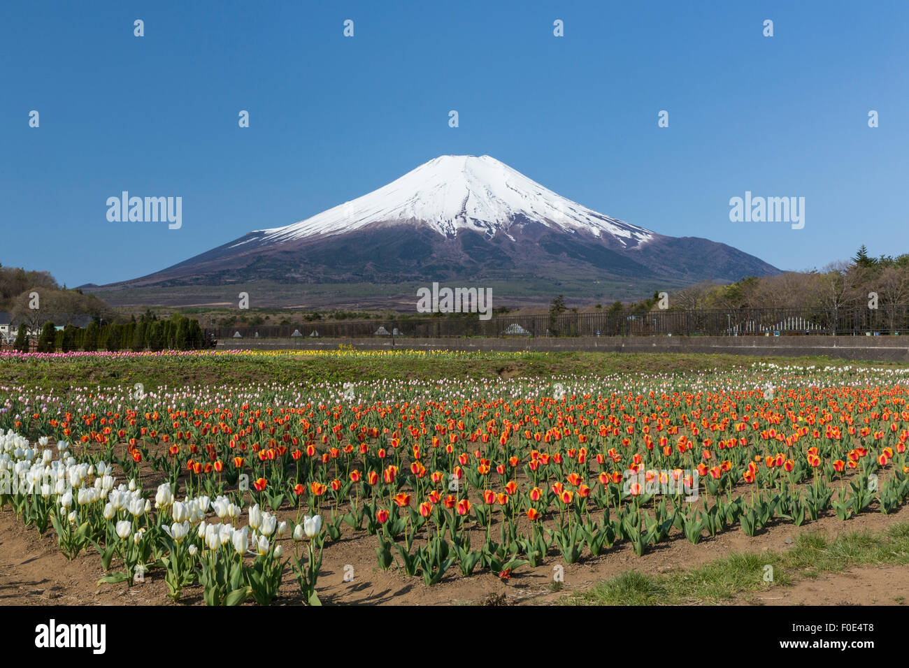 Mt. Fuji und Tulpe Blumen in Japan Stockfoto