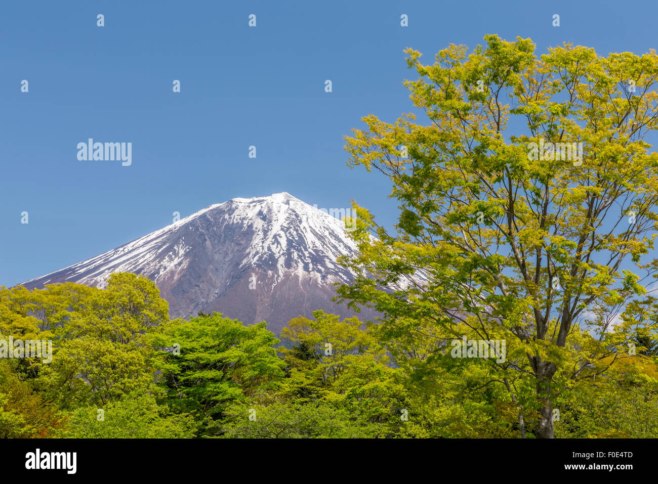 Mt. Fuji und Bäume mit grünen Blättern in Japan Stockfoto