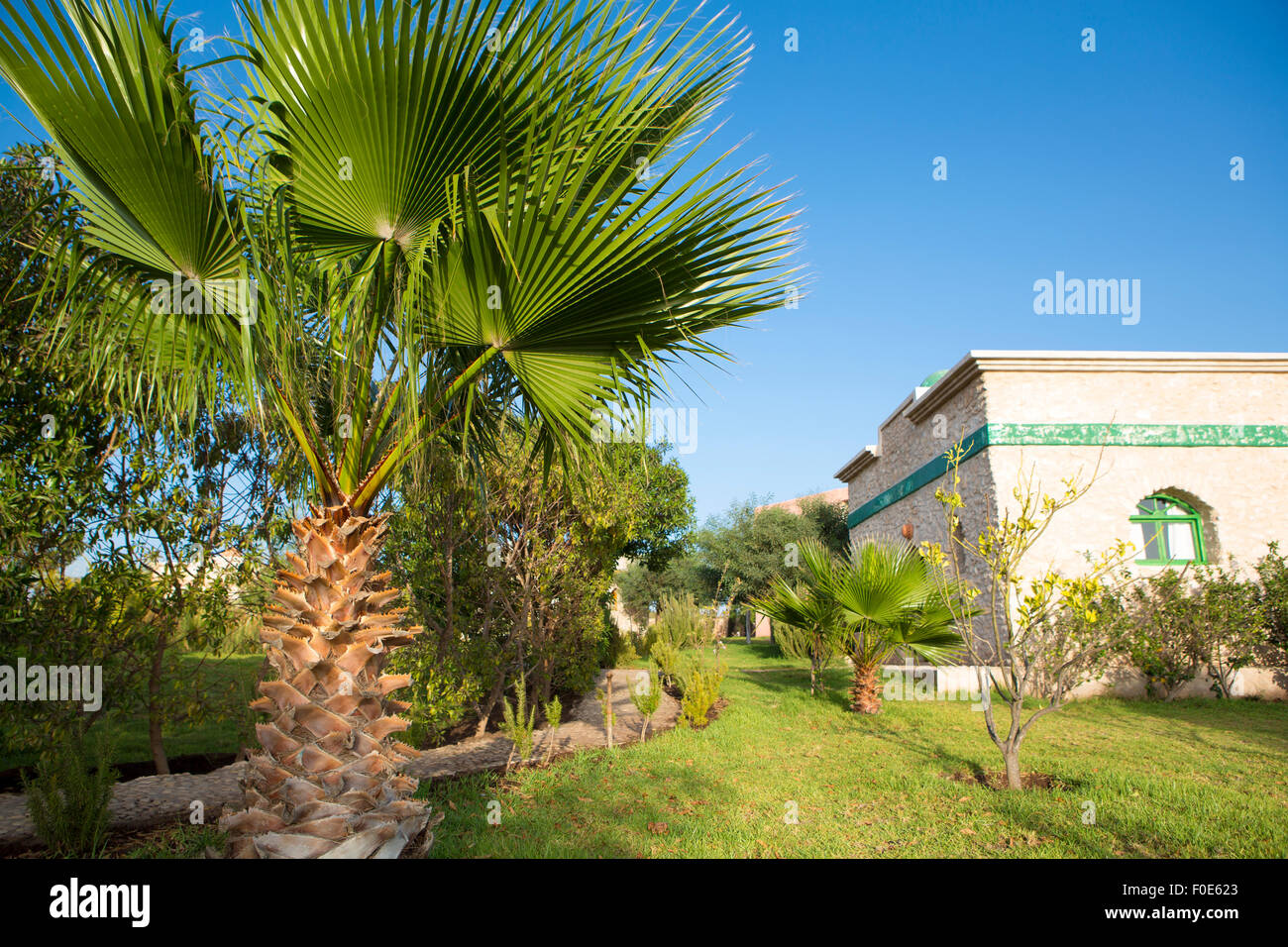 Sträucher und Zaun mit Palme auf blauen Himmelshintergrund Stockfoto