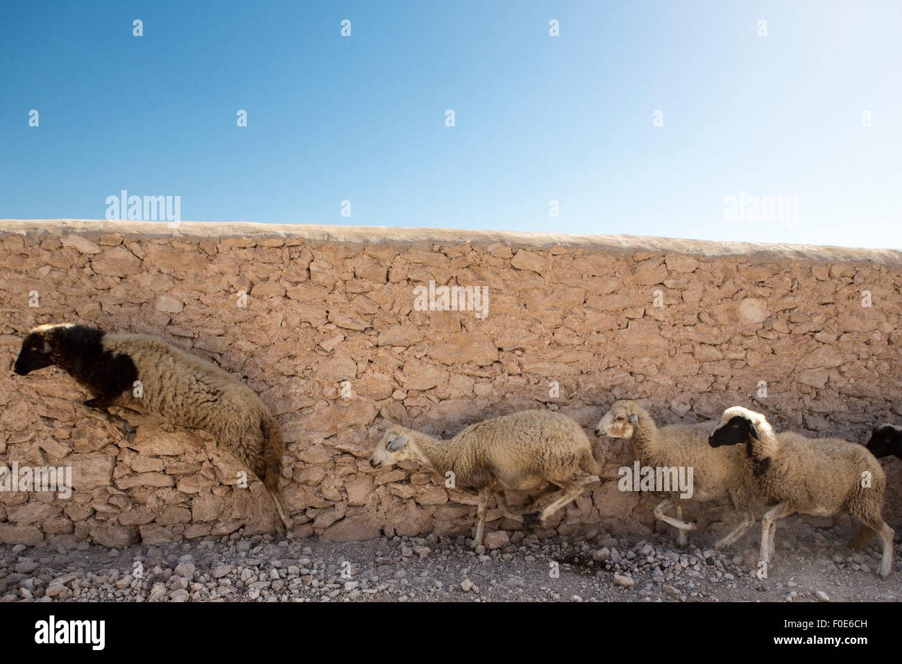 Schafe laufen weg und springen auf dem Lande in der Nähe von Essaouira in Marokko Stockfoto
