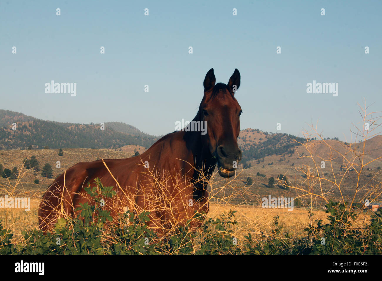 Lächelnde braune Pferd in einem Feld Stockfoto