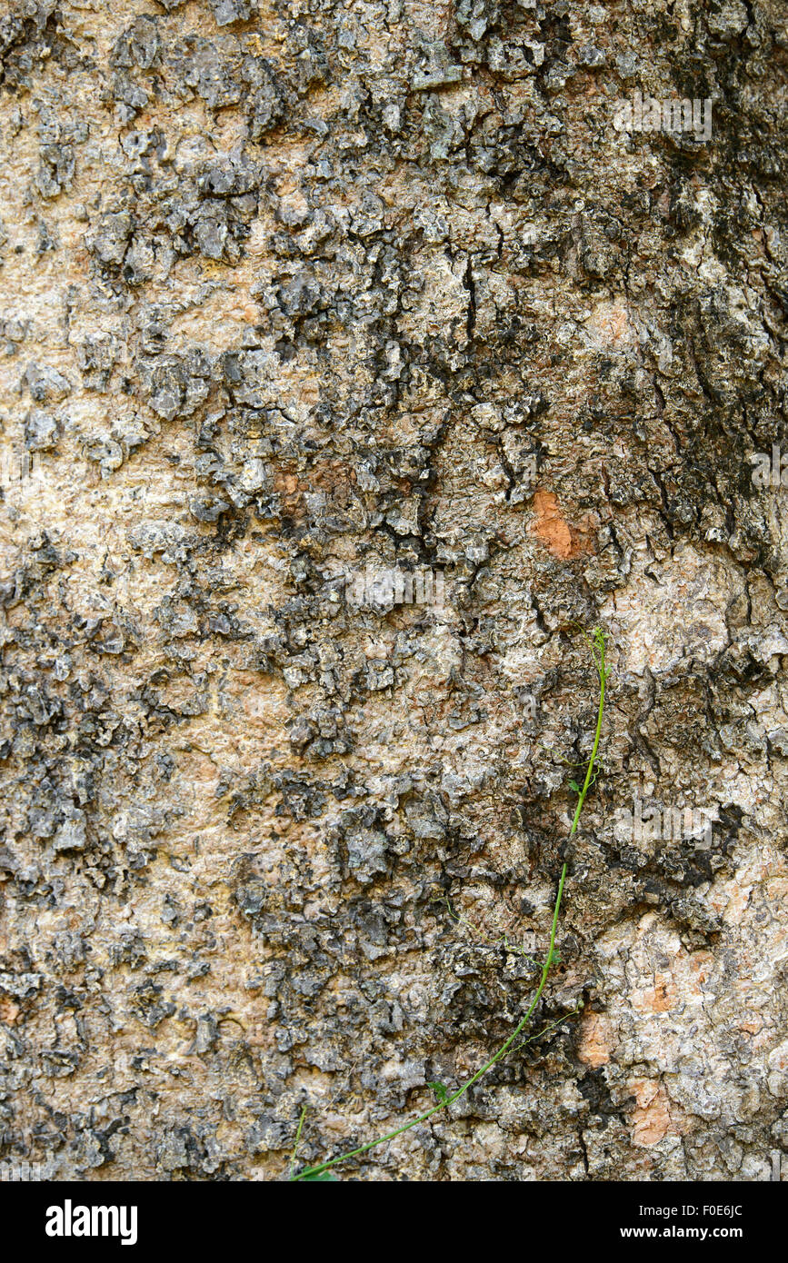Baumrinde Stockfoto