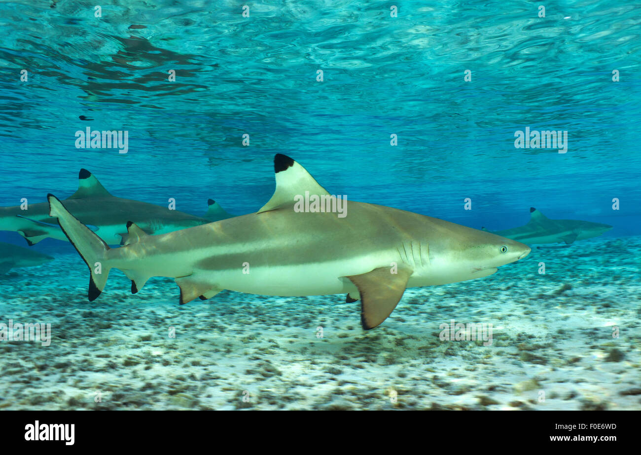 Hai Im Schwimmbad Hai Im Schwimmbad