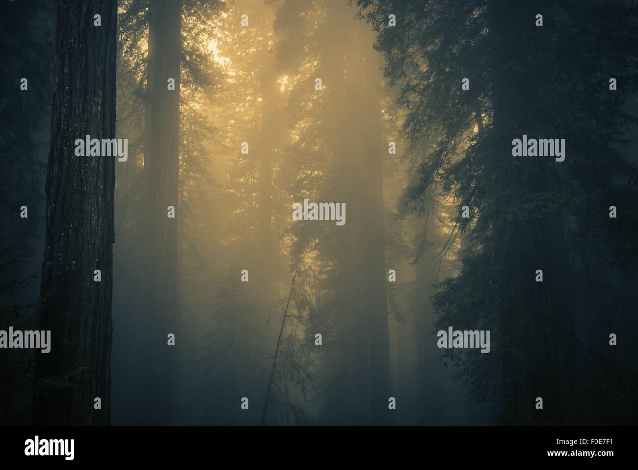 Nebel im Redwood-Wald. California Coastal Nebel, Vereinigte Staaten von Amerika. Stockfoto