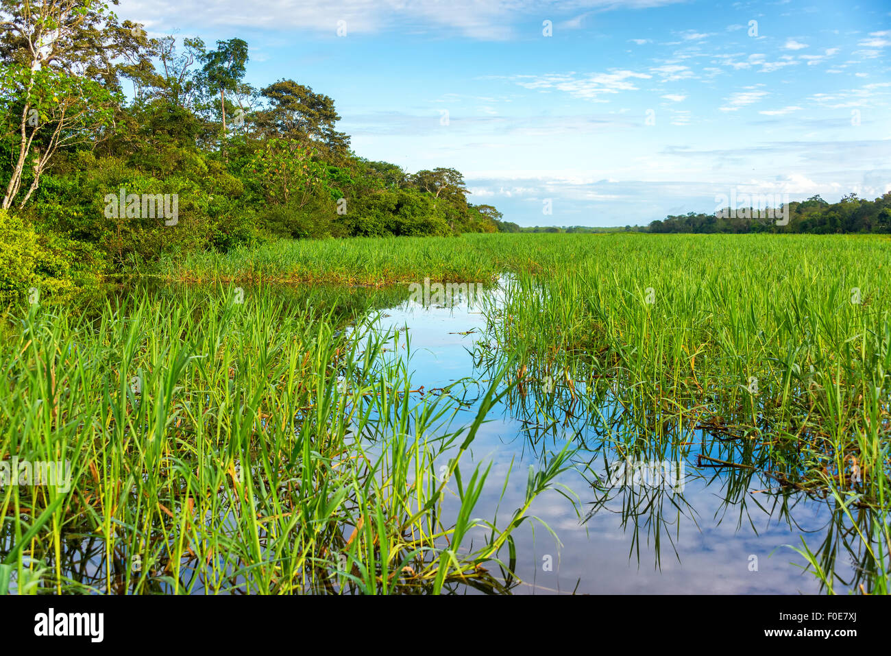 Gräser wachsen in einem Fluss im Amazonas regen Wald in der Nähe von Iquitos, Peru Stockfoto