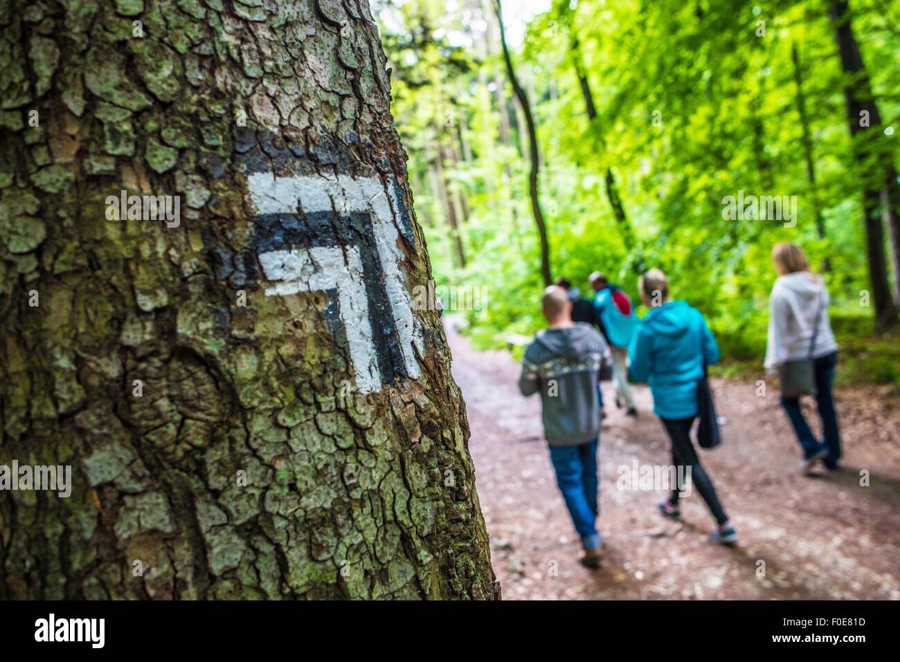 Menschen auf den Waldweg. Testversion Schild an einem Baum. Stockfoto