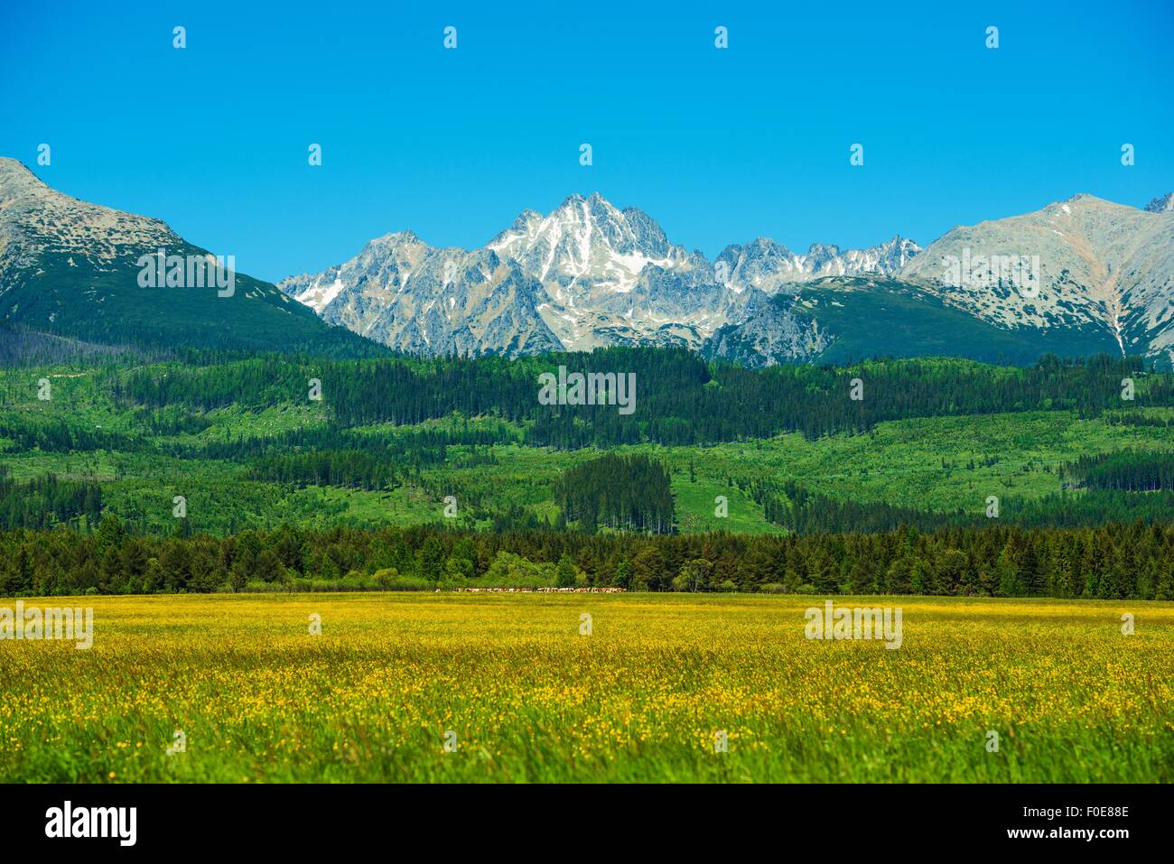 Tatra-Gebirge. Slowakei Seite Tatra Gebirge Sommerlandschaft. Malerischen Karpaten. Slowakei, Europa. Stockfoto