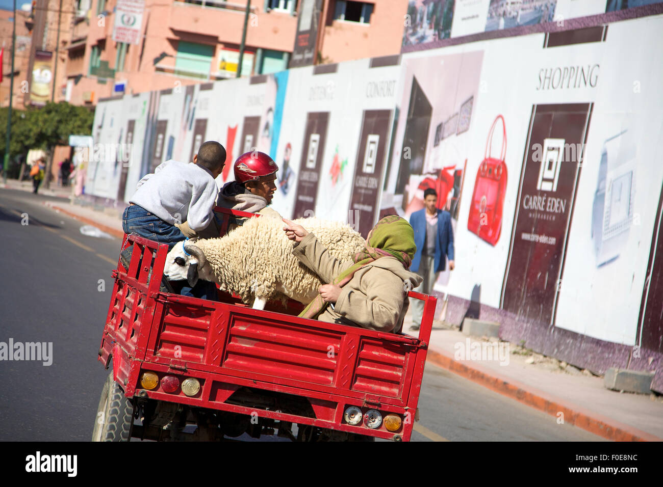 Nicht erkennbare Marokkaner fährt ein rotes Auto in Marrakesch mit Ziegen. Stockfoto