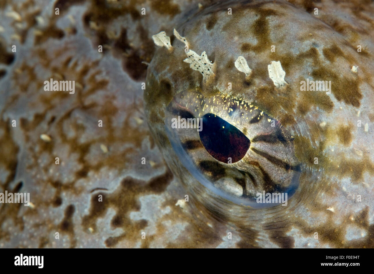 Seeteufel / Allmouth (Lophius Piscotorius) Nahaufnahme des Auges, Lofoten, Norwegen, November 2008 Stockfoto