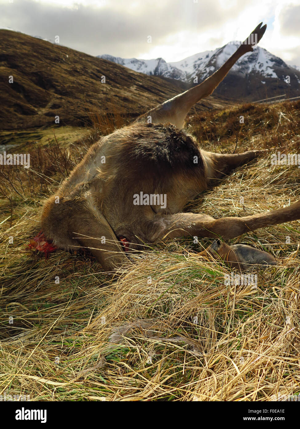 Kadaver toter Rentiere geschossen auf Highland Estate mit Kopf entfernt Stockfoto