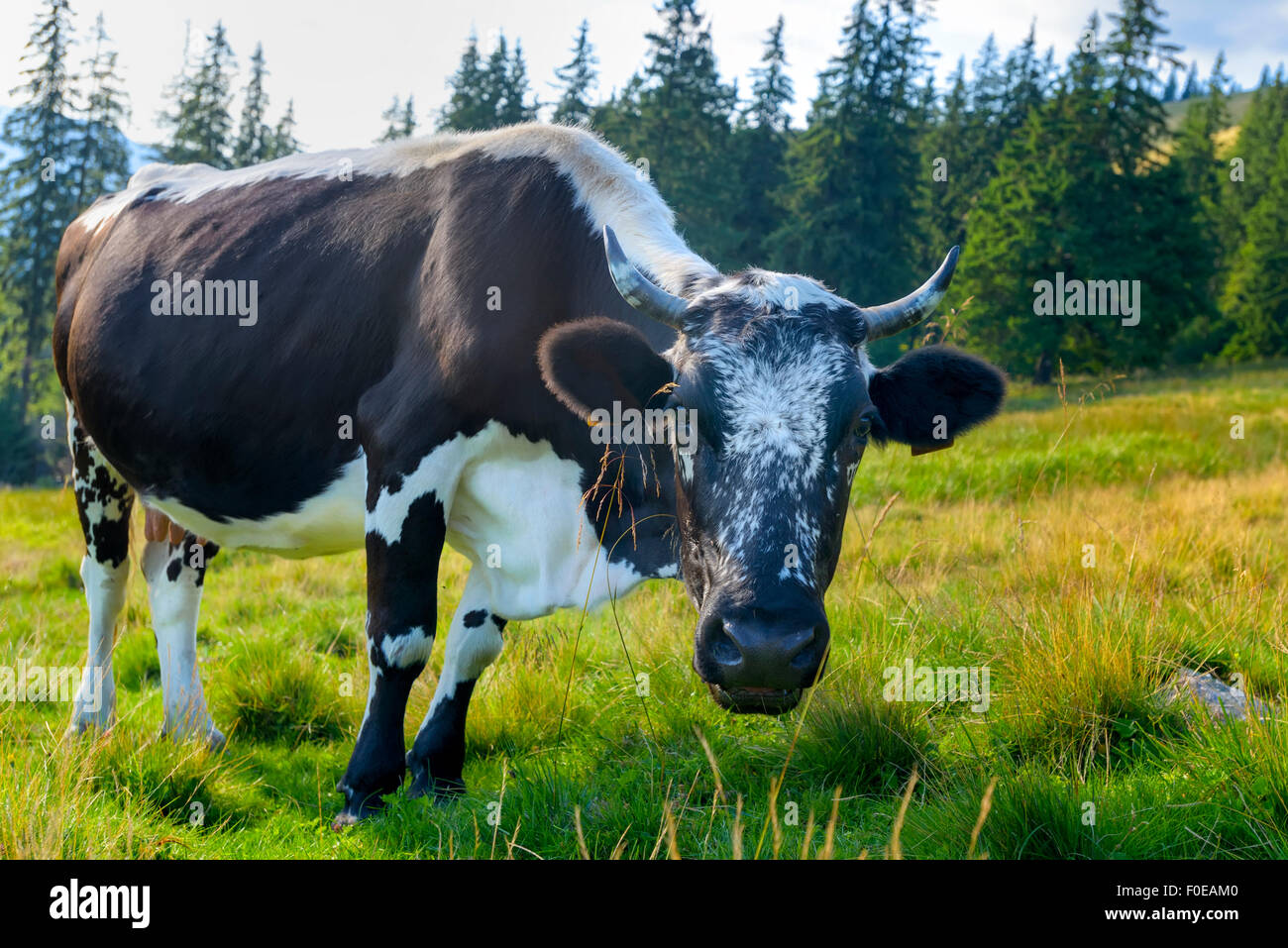 Kühe auf der grünen Wiese Stockfoto
