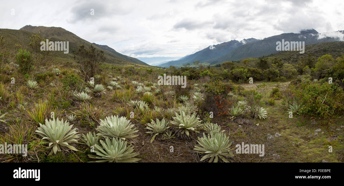 Blick auf die Paramos, endemische Pflanzen, Berg in der Nähe von Merida. Einzigartiges Ökosystem gefunden in den Anden von Venezuela, Kolumbien, Ecuador, Stockfoto