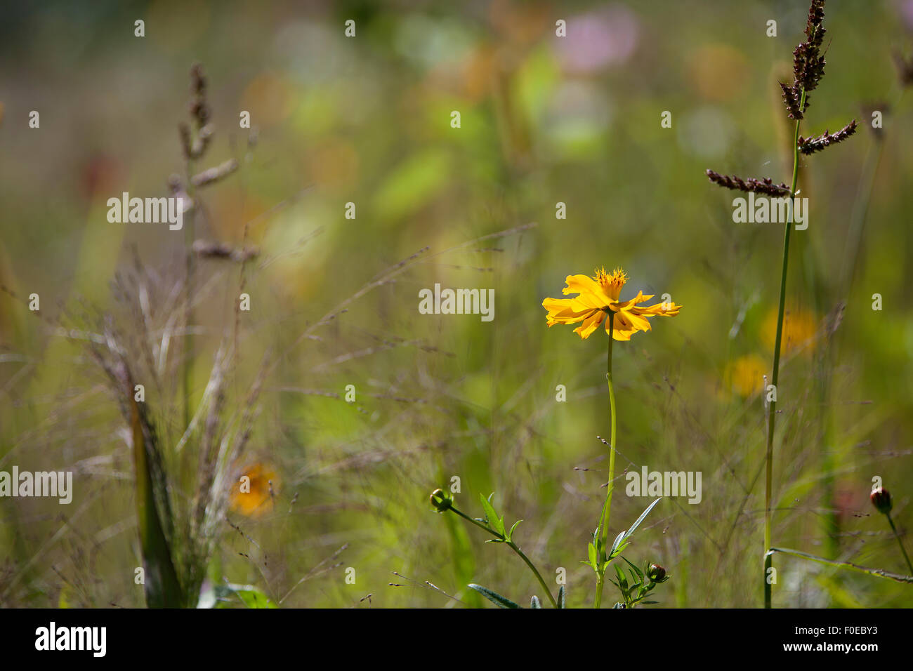 Nahaufnahme von einer Wildblumenwiese im Sommer Stockfoto