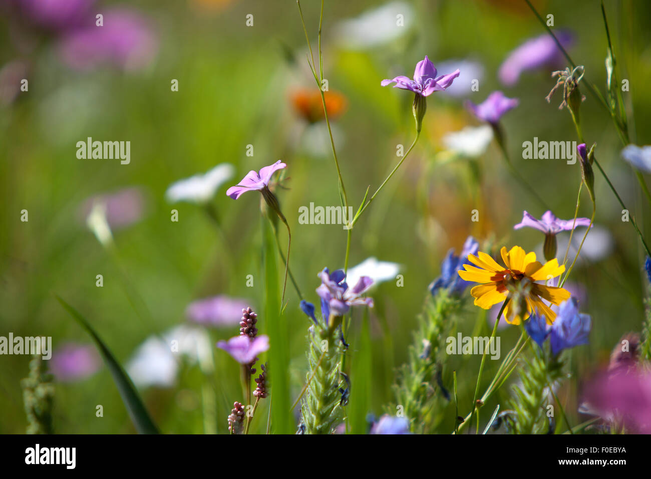 Nahaufnahme von einer Wildblumenwiese im Sommer Stockfoto