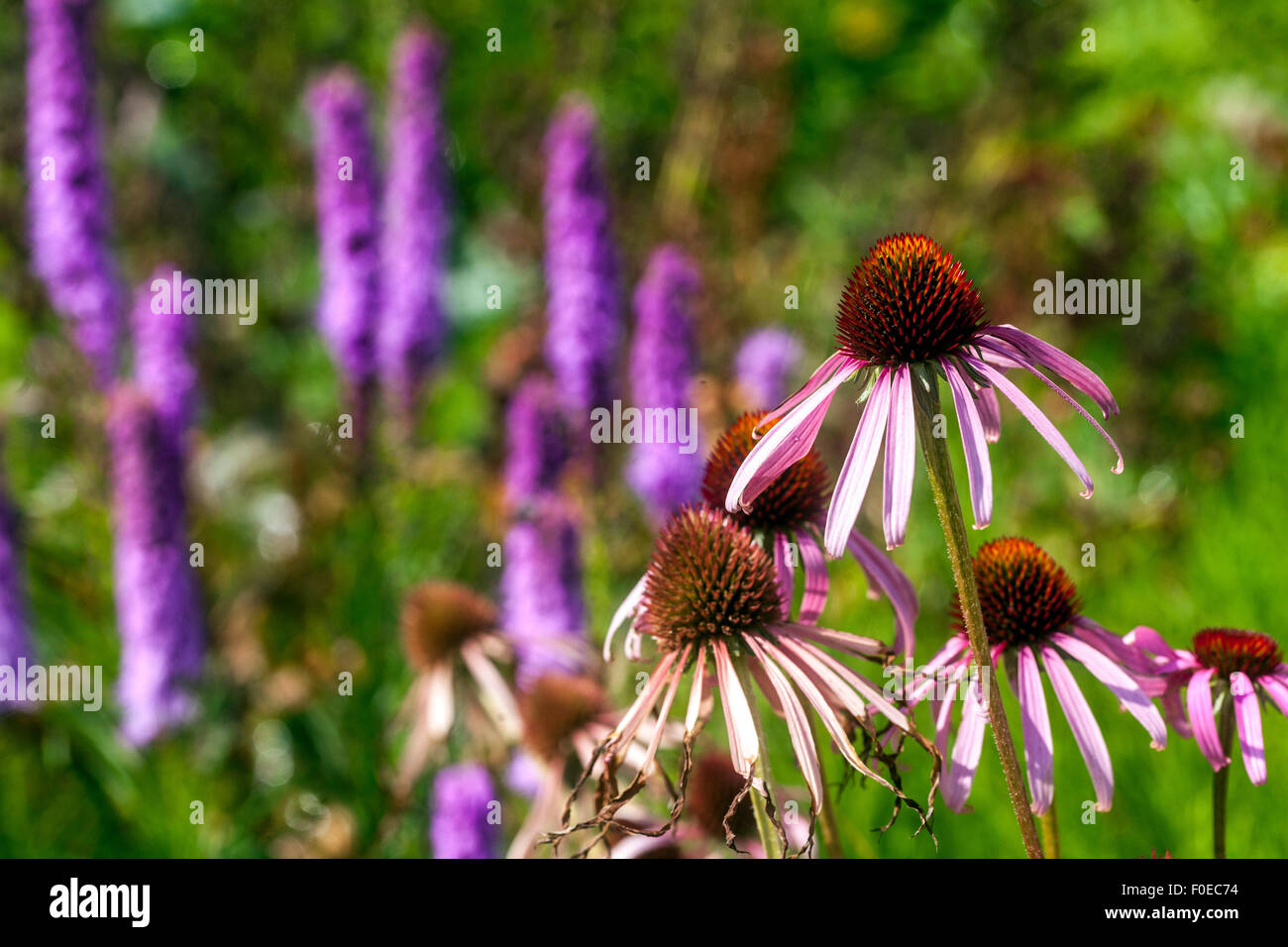 Echinacea purpurea östlicher violetter Blütenkäfer Liatris Stockfoto