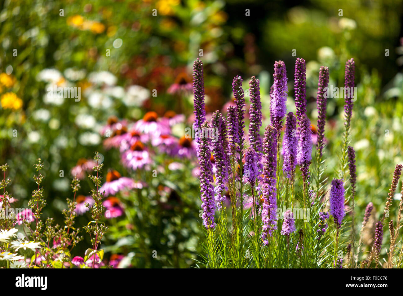 Liatris spicata, dichter strahlender Stern oder Schwulenfedern, wunderschöne Gartenlandschaft Blumen Wiesen im Sommer Stockfoto