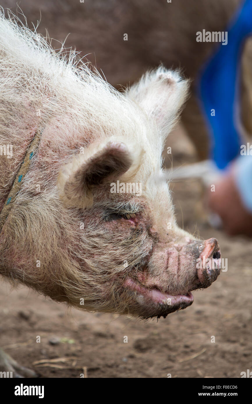 Lustiges Profil rosa Schweinekopf suhlen im Schlamm auf ein Outdoor-Leben Anden Tiermarkt in Otavalo, Ecuador Stockfoto