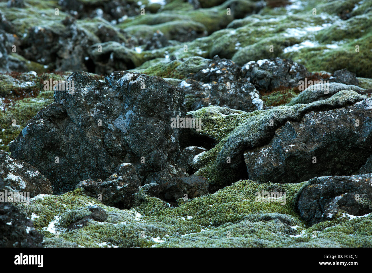 Nahaufnahme von resistenten grünes Moos auf Vulkangestein in Island Stockfoto