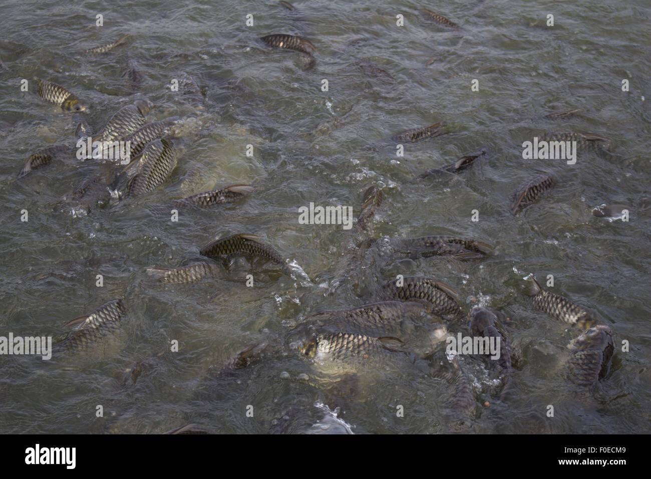 Java Widerhaken, Silber Barb Fisch Hektik Essen Feed in Hof, Closeup-Szene Stockfoto