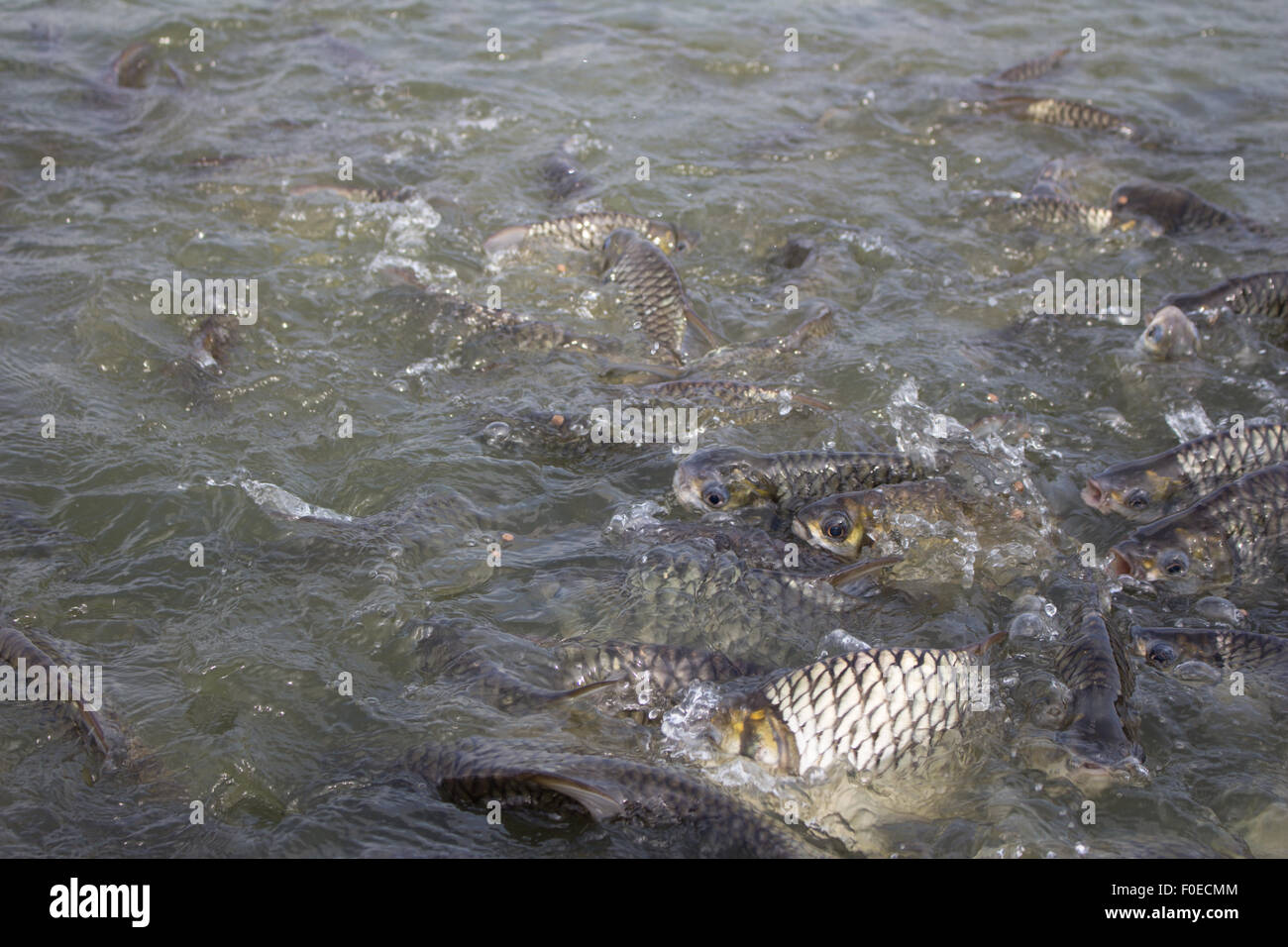 Java Widerhaken, Silber Barb Fisch Hektik Essen Feed in Hof, Closeup-Szene Stockfoto