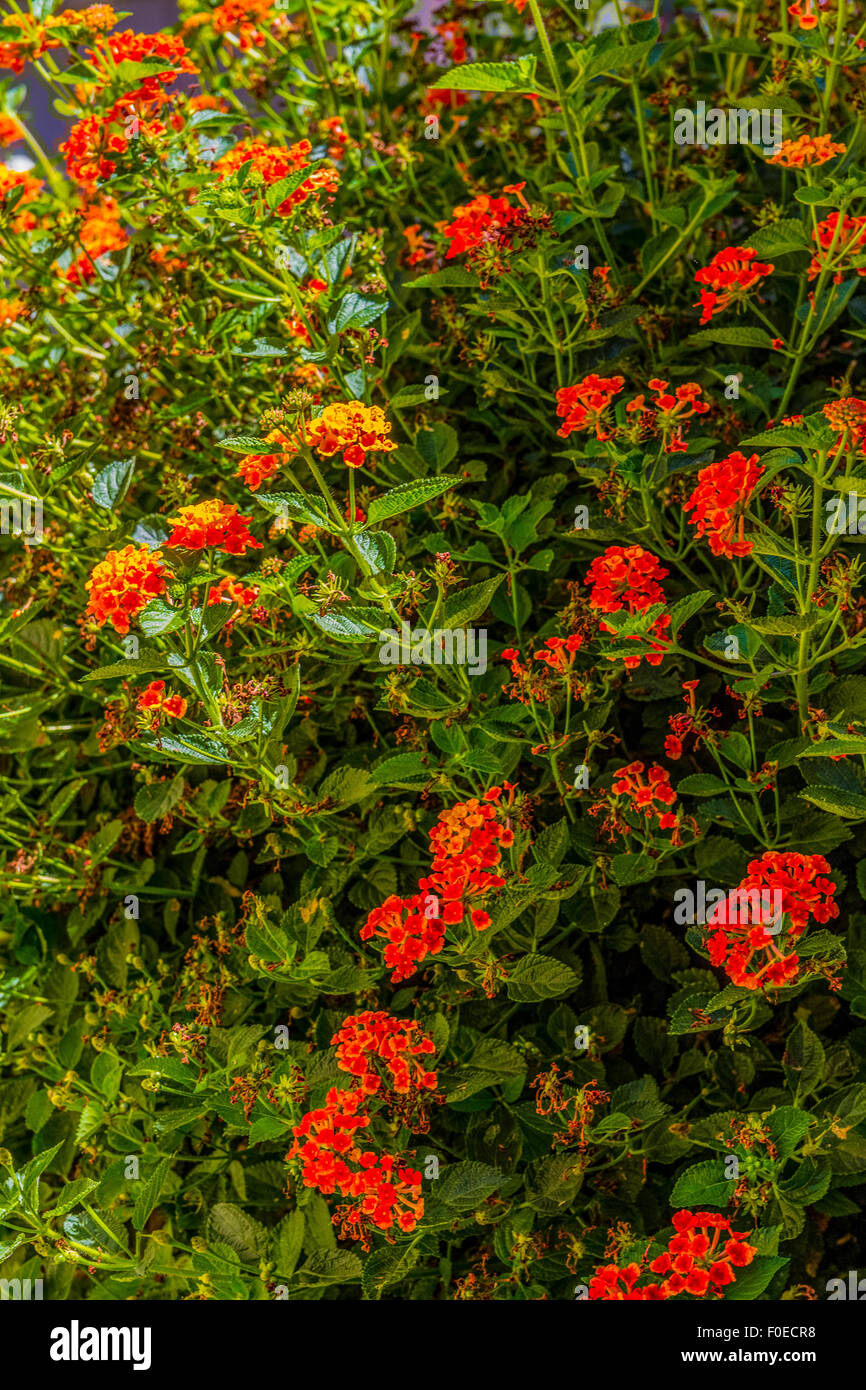 Ein helles orange Lantana Strauch Viburnum Lantana Stockfoto