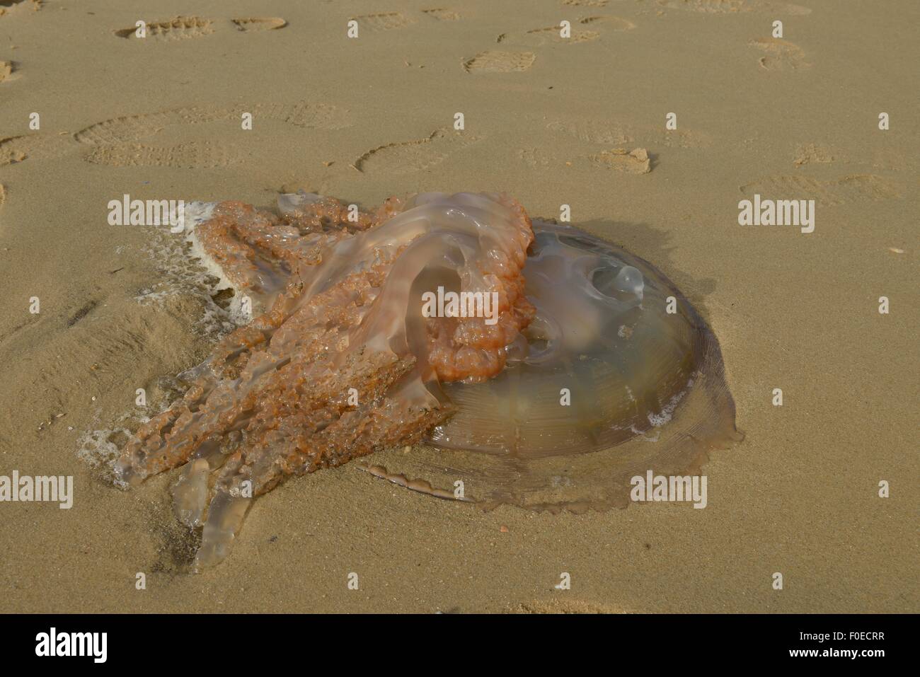 Eine Qualle, Medusozoa, an den Strand gespült. Stockfoto