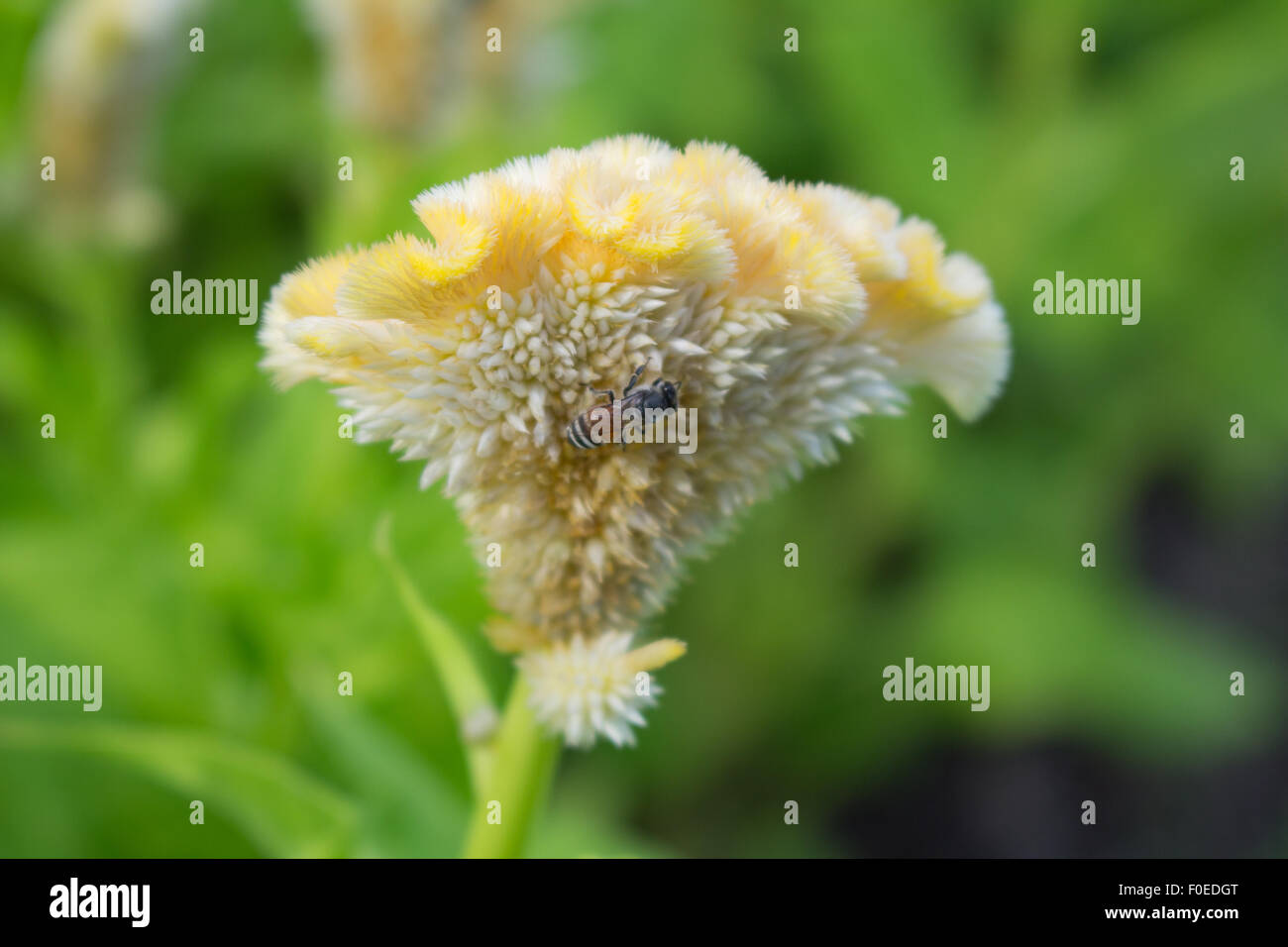 Hummel, sammeln von Pollen in der Sommersonne Stockfoto