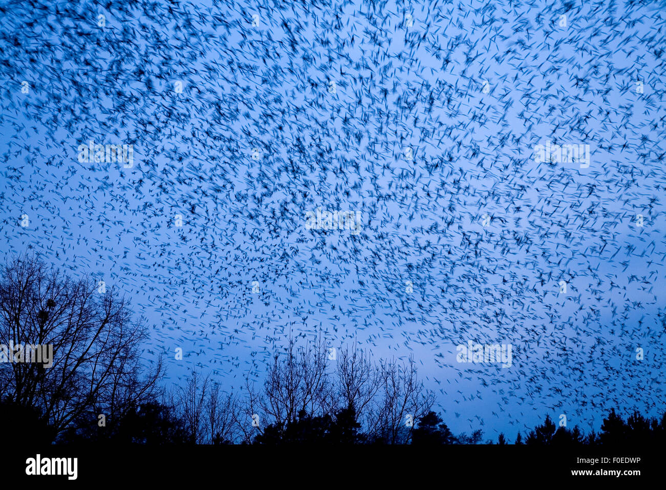 Große Herde von Bergfinken (Fringilla Montifringilla) im Flug in der Abenddämmerung, Lödersdorf, Österreich, März 2009 Stockfoto