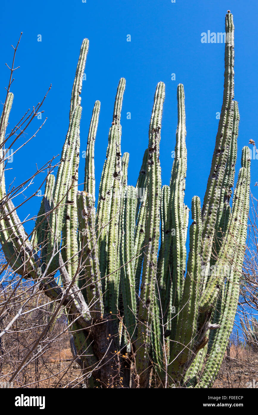 Dichten Kaktus Wachstum in eine de Wste. Taganga, Kolumbien 2014  Stockfotografie - Alamy