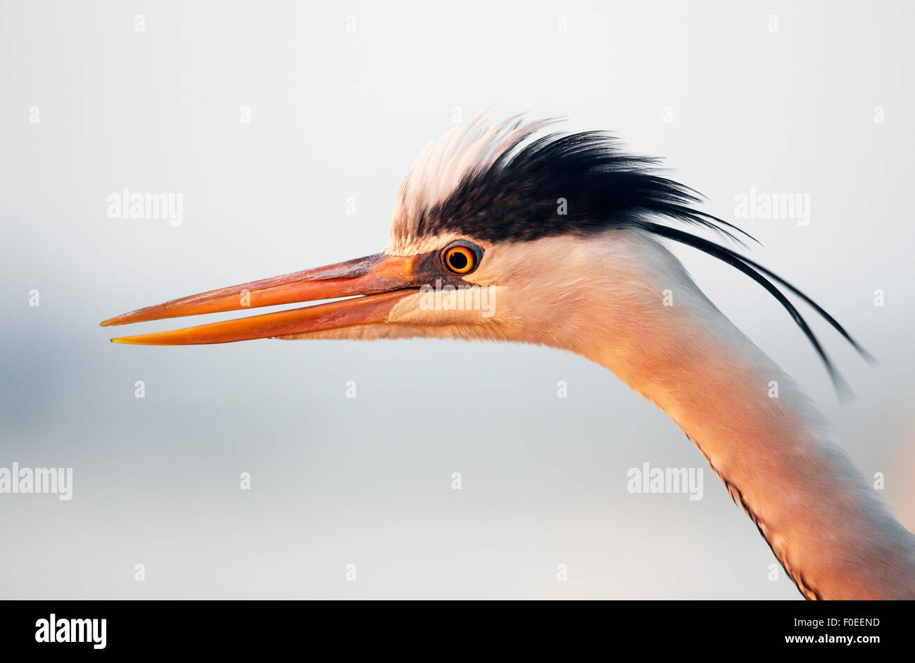 Graureiher (Ardea Cinerea) Porträt, Pusztaszer, Ungarn, Mai 2008 Stockfoto