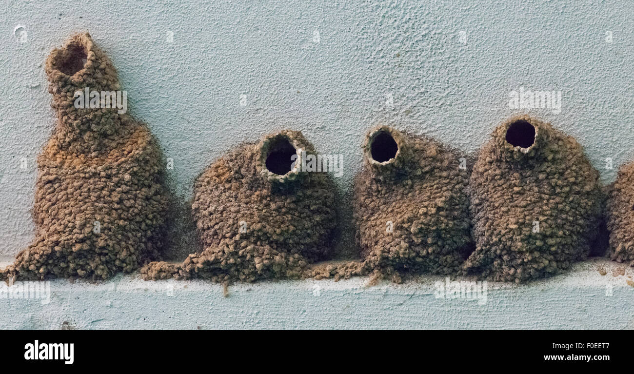Klippe (Petrochelidon Pyrrhonota) Schwalbennester unter einer Brücke Stockfoto