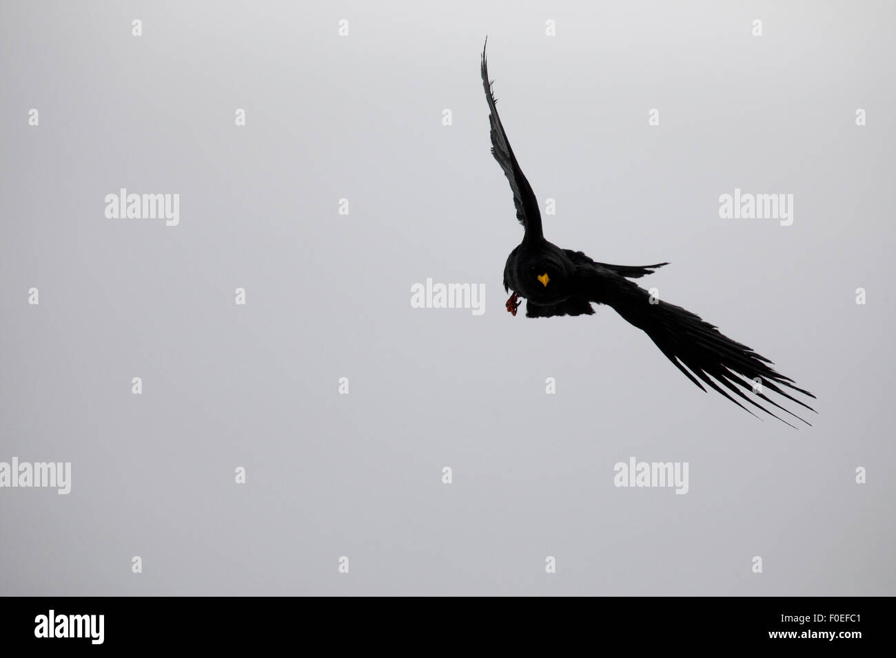 Alpin / Yellow-billed Alpenkrähe (Pyrrhocorax Graculus) im Flug, Mount Elbrus, Kaukasus, Russland, Juni 2008 Stockfoto