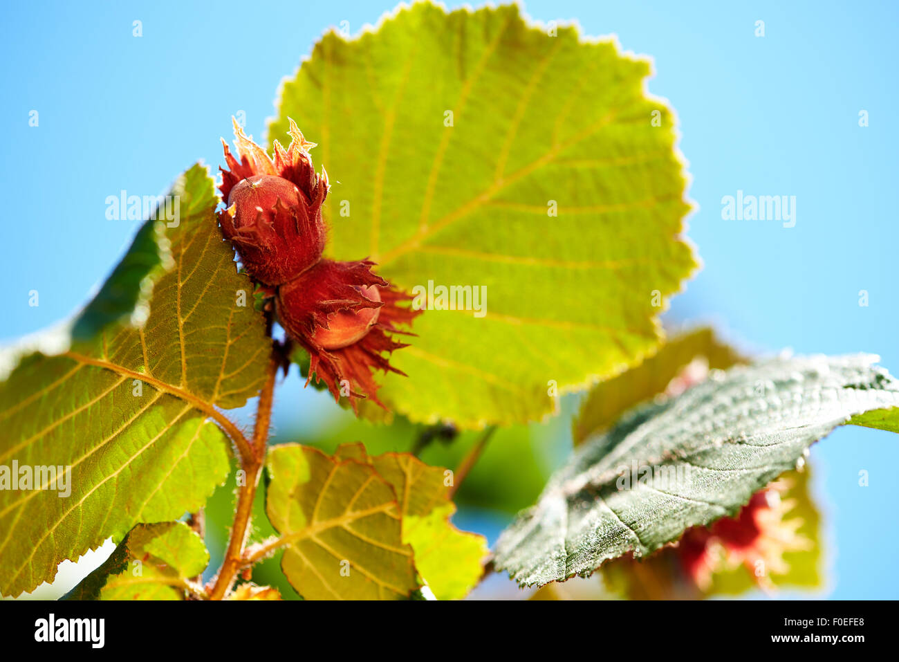 Hazel Haselnuss Baum mit Haselnüssen Makro Nahaufnahme Stockfoto