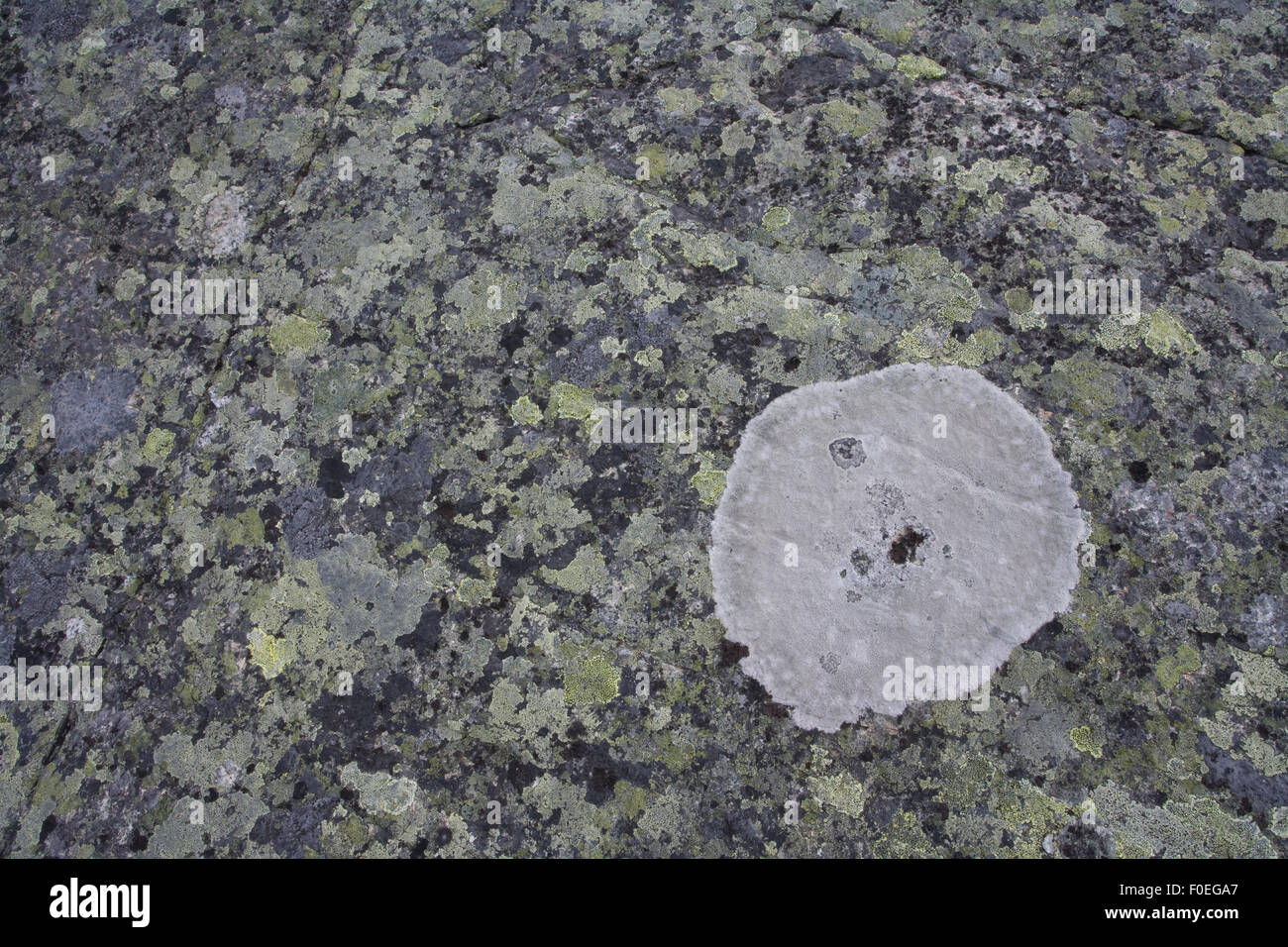 Karte von Flechten (Rhizocarpon Geographicum) Muster, Sarek Nationalpark, UNESCO-Welterbe Laponia, Lappland, Schweden, September 2008 Stockfoto