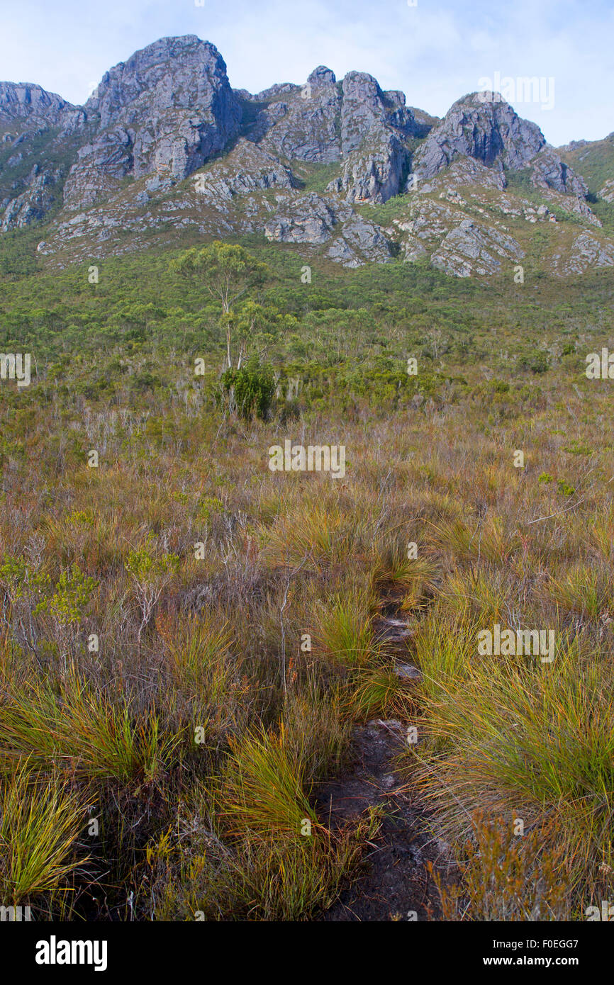 Wanderweg zur Sentinel Range im Südwesten Wildnis Tasmaniens Stockfoto