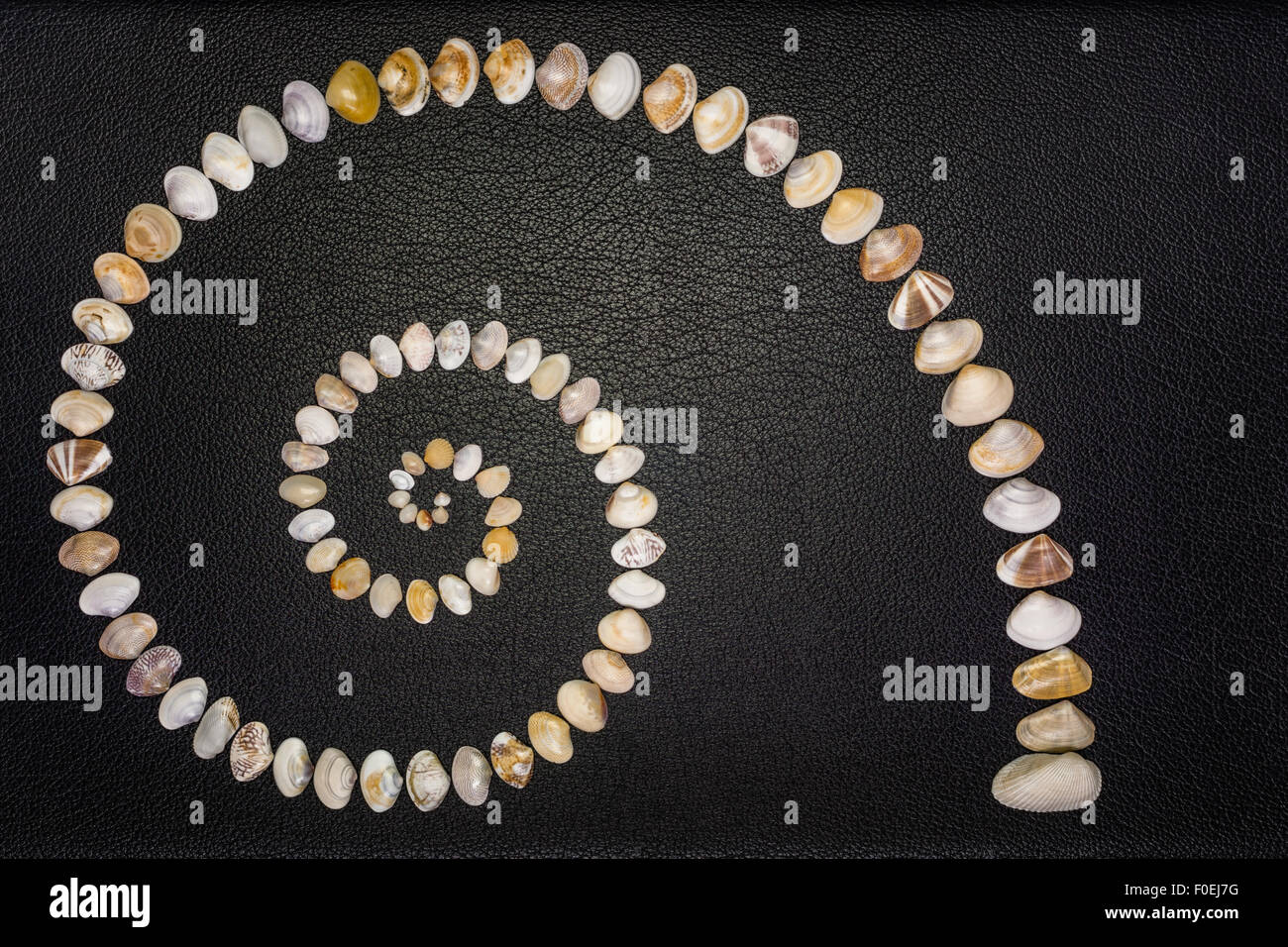 Ein Diversity-Konzept mit Muschelschalen von verschiedenen Größen, Formen, Muster und Farben als Nautilus Muschel Wachstumskurve angeordnet. Stockfoto