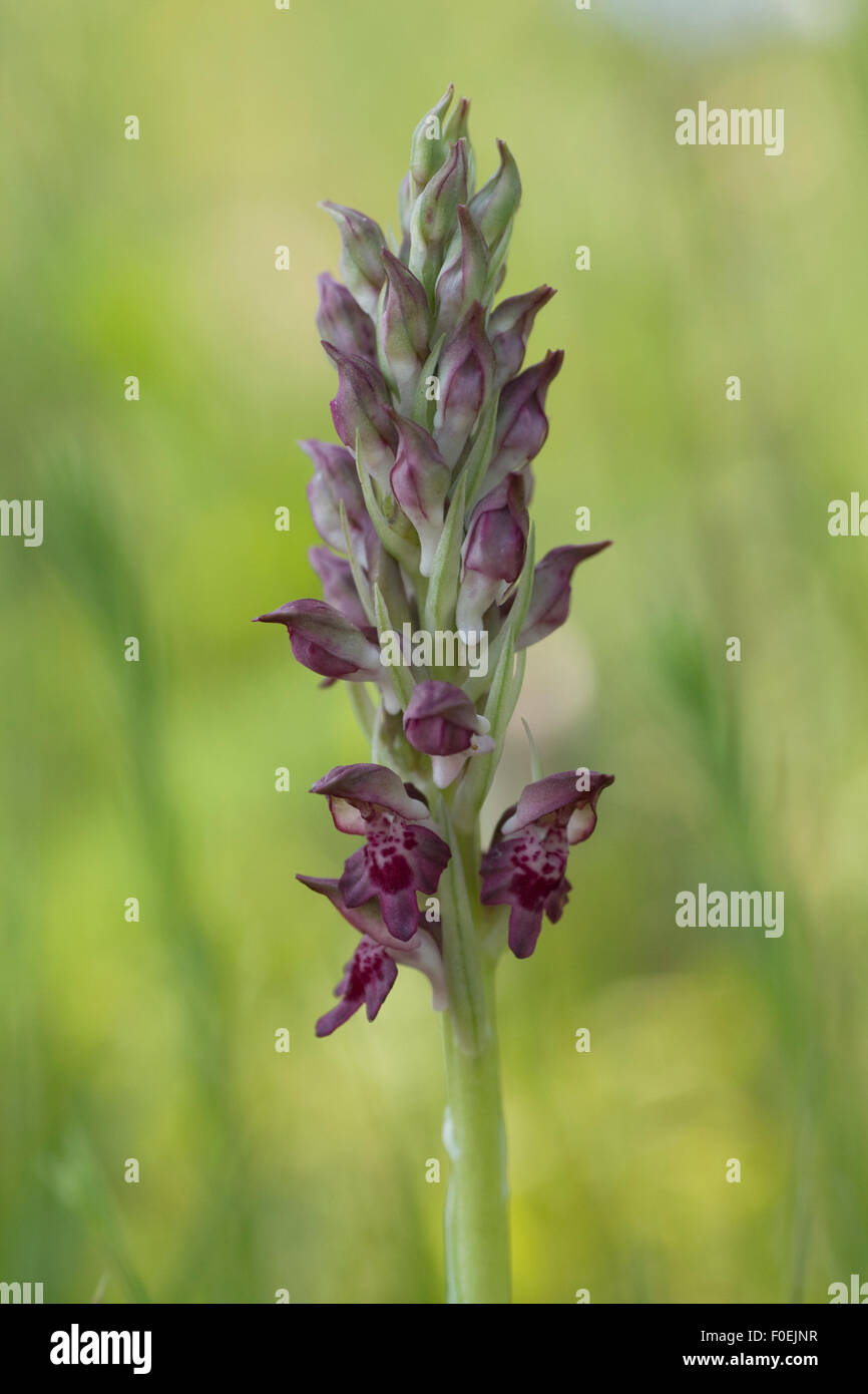 Duftende Fehler Orchidee (Anacamptis / Orchis Coriophora Fragrans) mit Knospen und ein paar Blumen, Vieste, Gargano NP, Halbinsel Gargano, Apulien, Italien, Mai 2008 Stockfoto