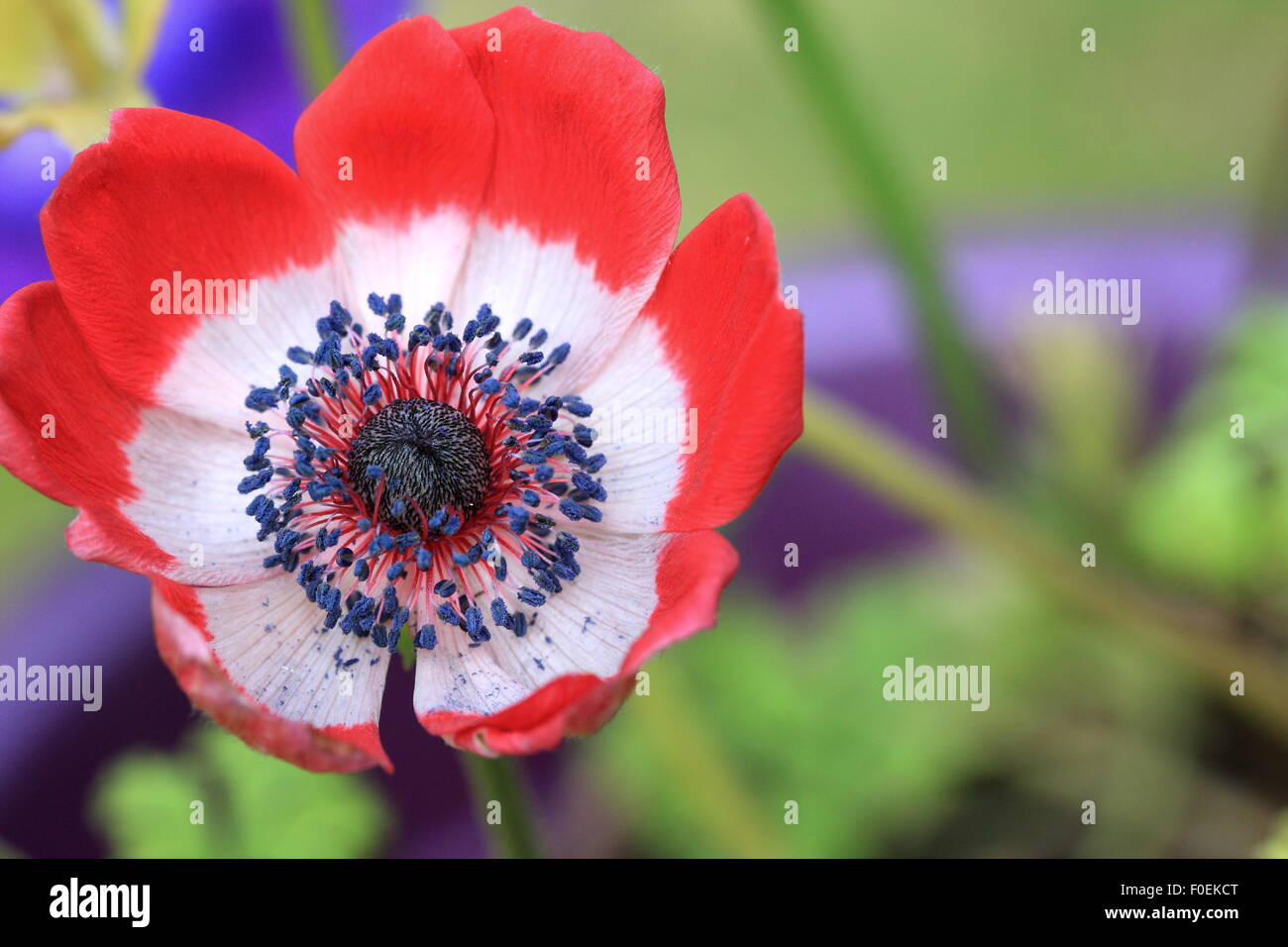 Einzelne rote Anemone Blume Stockfoto