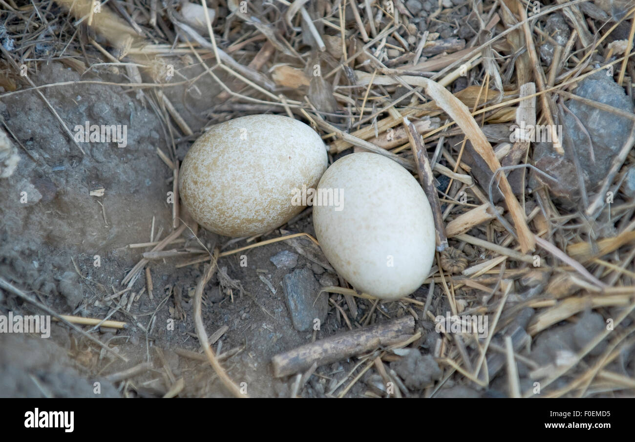 Zwei Eleonora Falke (Falco Eleonorae) Eiern im Nest, Andros, Griechenland, September 2008 Stockfoto