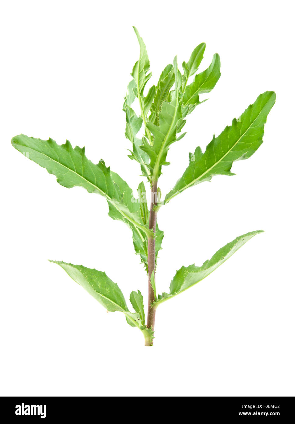Pflanze Distel isoliert auf weißem Hintergrund Stockfoto