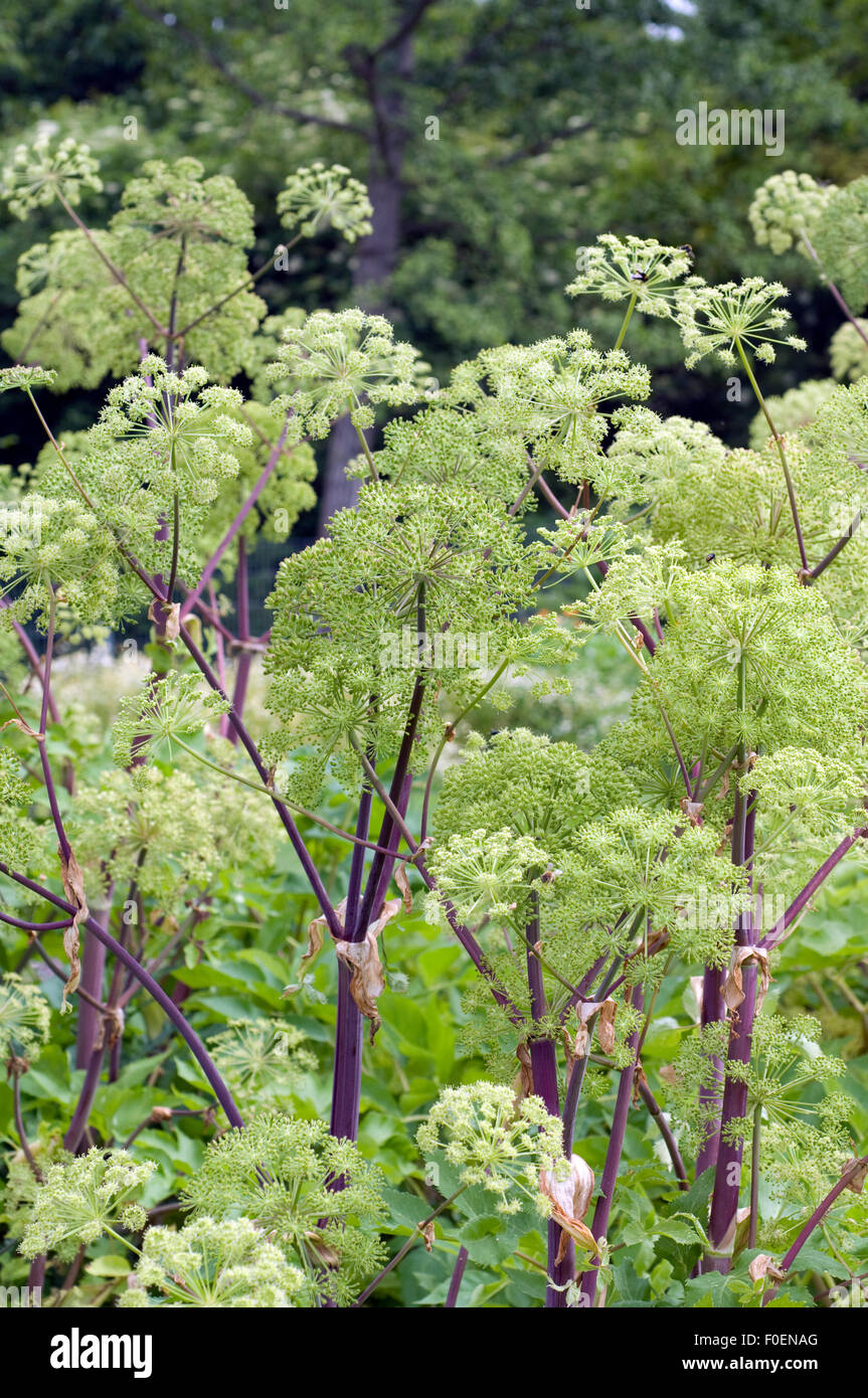 Engelwurz, Angelica Archangelica, Heilpflanzen, Stockfoto