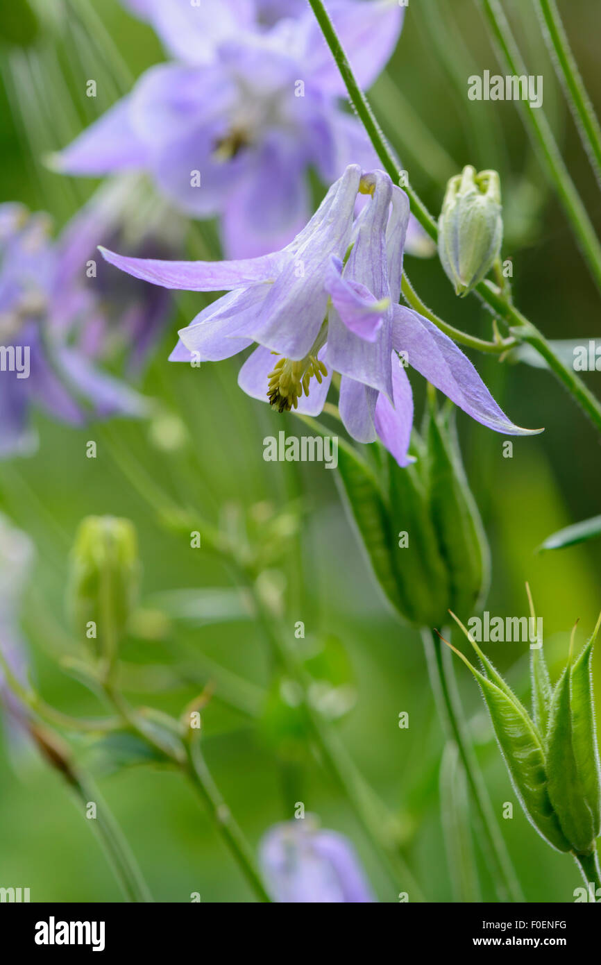 Aquilegia Vulgaris, gemeinsame Akelei Stockfoto